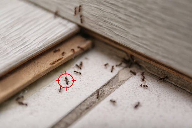 Best Affordable Pest Control Services  in Leominster, MA
