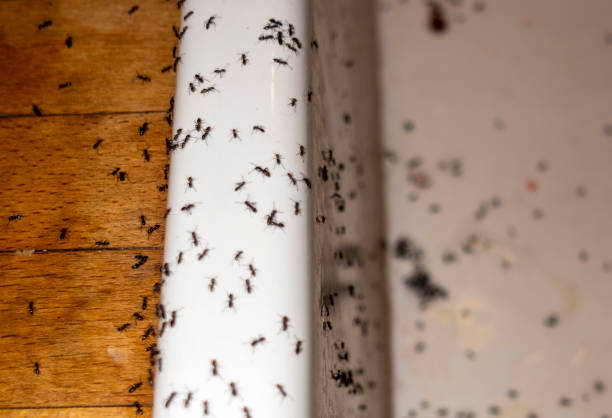Bird Control in Leominster, MA