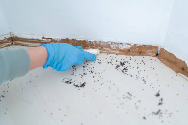 Best Flea Control Services  in Leominster, MA